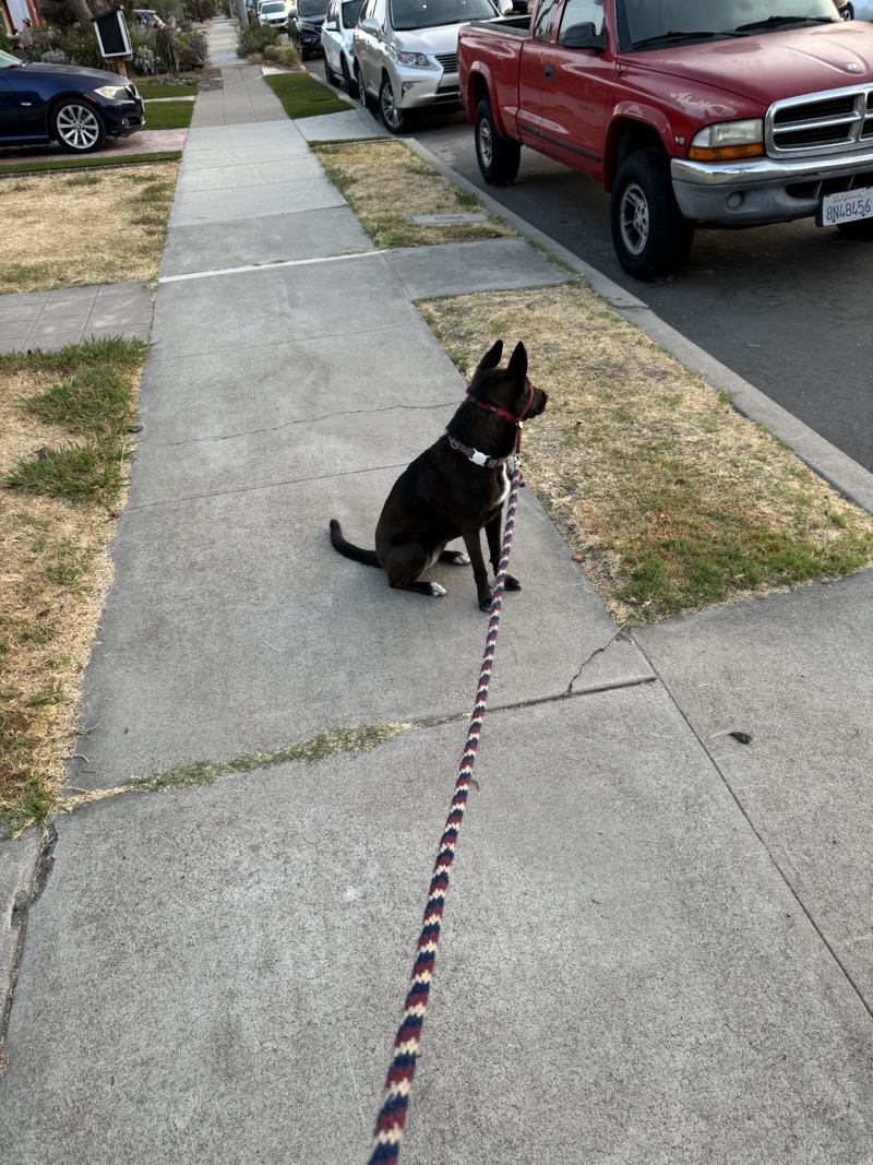 A picture of a black dog named Bowie sitting, taken on July 24 2024 at 6:14 am